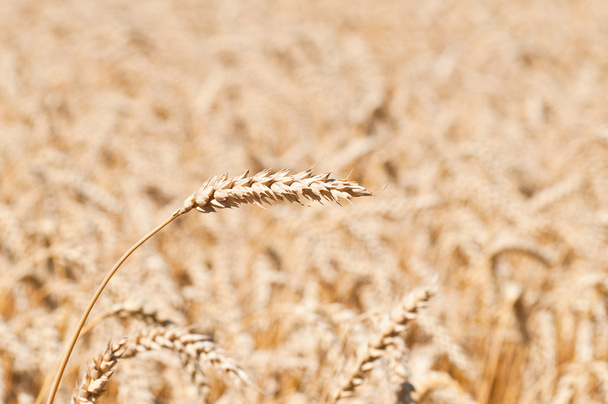 Oreja de trigo en el campo
 - Foto, Imagen