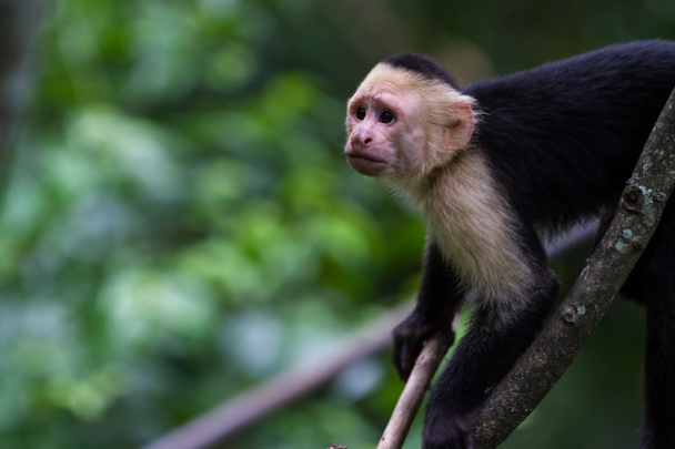 bílé zelí Kapucín opice  - Fotografie, Obrázek