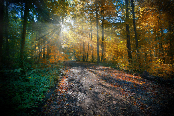 in the morning in the autumn wood with sunrays - Photo, Image