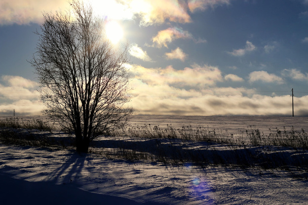 Zimowe drzewo na polu - Zdjęcie, obraz