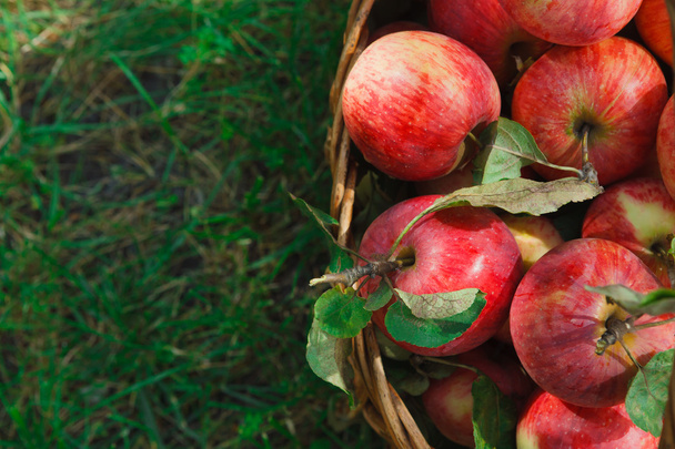 Basket with apples harvest closeup on grass in garden - Zdjęcie, obraz