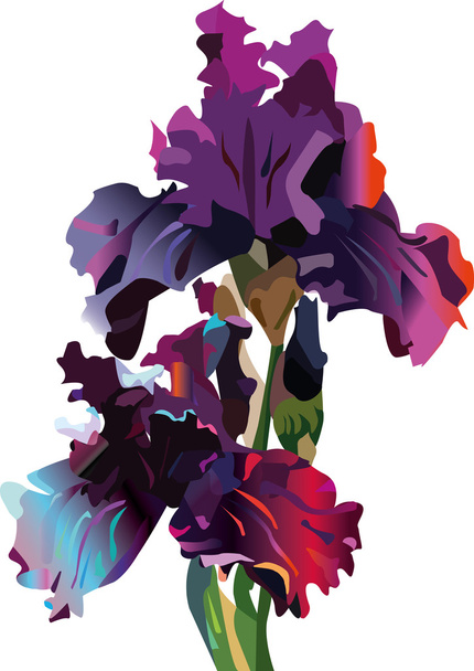 Irises. Flora. plants. decoration. - Vector, Image