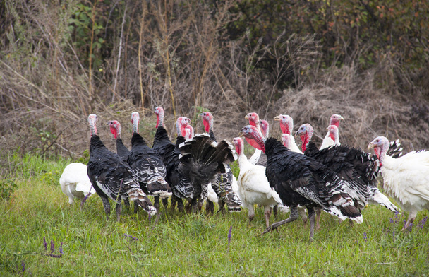 flock of turkeys grazing on the grass - Фото, изображение