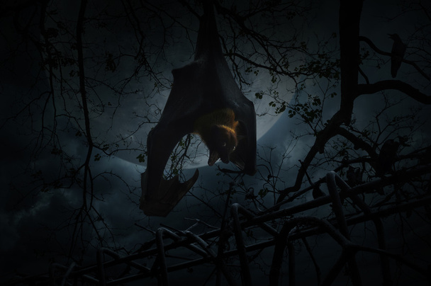 Летучая мышь кричит и висит на мертвом дереве над старой оградой, вороной и луной
 - Фото, изображение