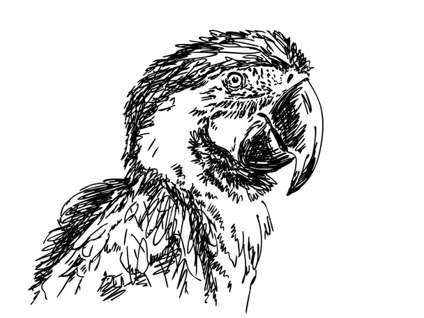 Hand drawn parrot - Vector, Image