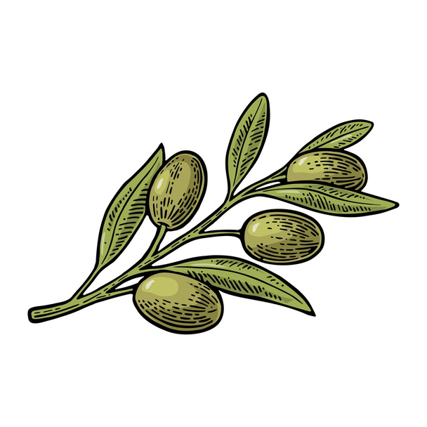 Olives on branch with leaves . Vintage vector engraving - ベクター画像