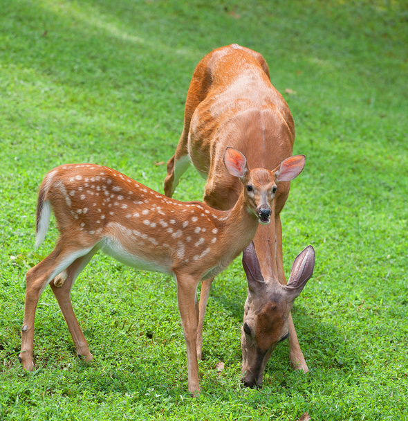 Morning deer meal - Photo, Image