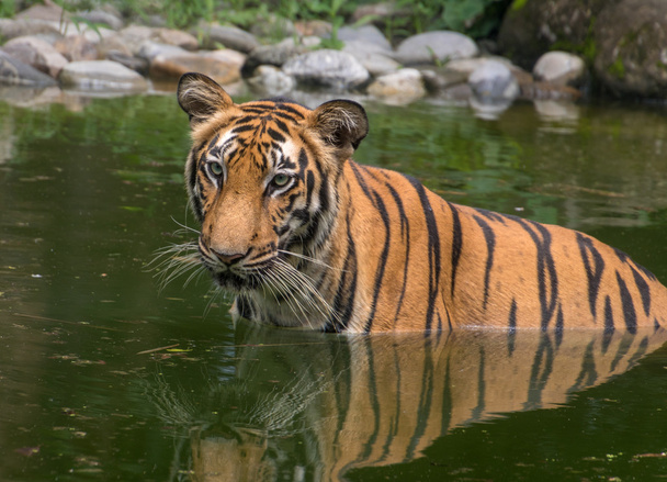 Tigre de Bengala medio sumergido en agua de un pantano. Un retrato de cerca. Fotografía tomada en el Parque Nacional Sunderban
. - Foto, Imagen
