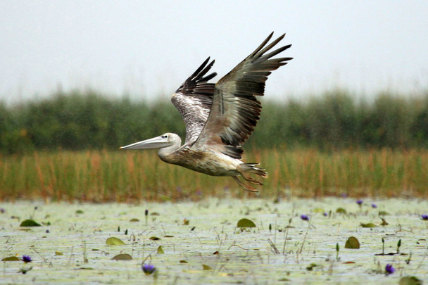 Большой белый пеликан - озеро Опета - Уганда, Африка
 - Фото, изображение