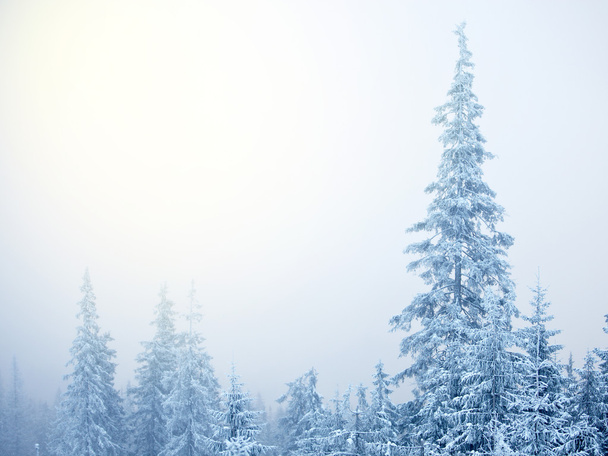 Abstract background of winter fir trees - Photo, Image