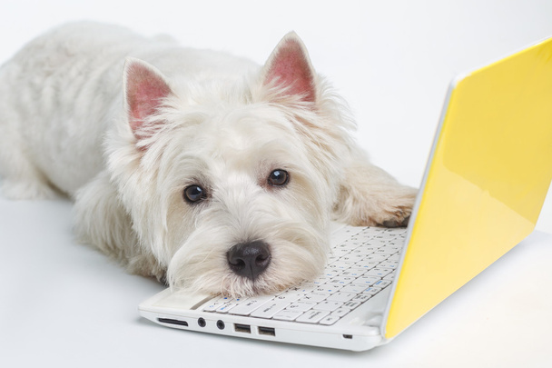 σκυλί σε ένα φορητό υπολογιστή σε ένα λευκό φόντο, έξυπνο σκυλί - Φωτογραφία, εικόνα