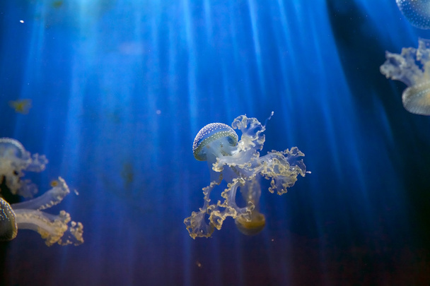 Bílá spatřen medúzy (Phyllorhiza puntata) - Fotografie, Obrázek