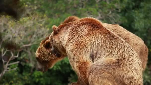 Бурий ведмідь, дивлячись на продовольство - Кадри, відео