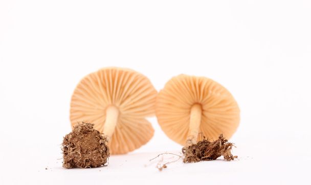 Свежие грибы в студии
 - Фото, изображение