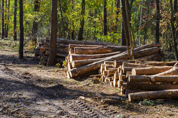 Tagli tronchi d'albero in una foresta
 - Foto, immagini