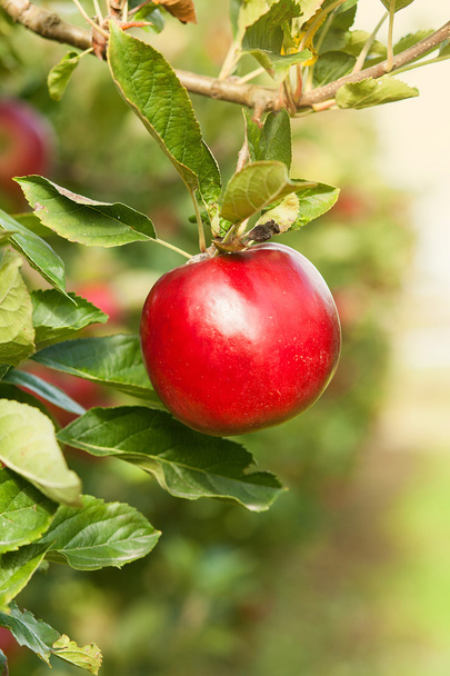Czerwone jabłka jabłoń - Zdjęcie, obraz