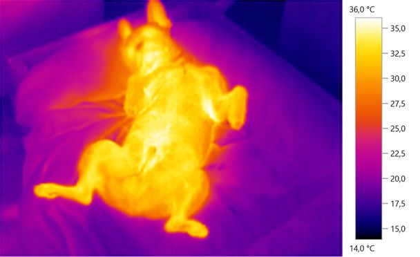  foto de la imagen termal, bulldog francés, perro, escala de color
 - Foto, imagen