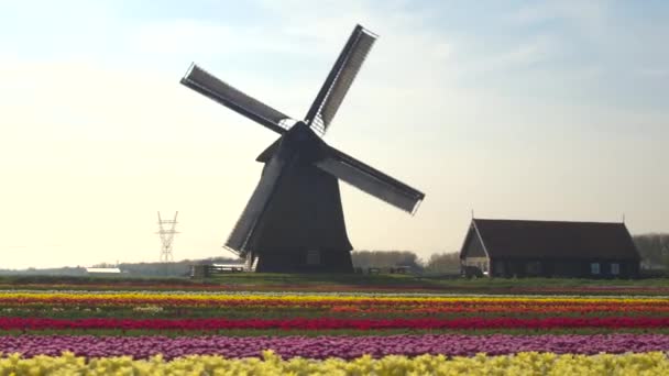 rijen van bloeiende tulpen in front houten windmolen  - Video