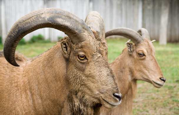 горные козы
 - Фото, изображение