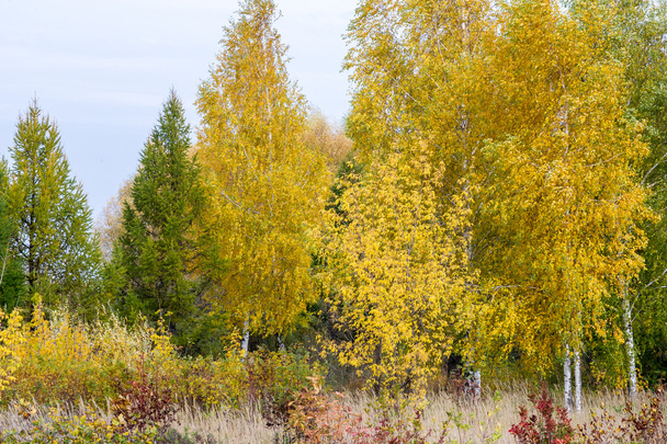 Το φθινόπωρο. Σημύδα Linden, πεύκης, Δρυός, ψηλά ξερά χόρτα. Βαμμένο Κίτρινο χρυσό χρώμα κόκκινο - Φωτογραφία, εικόνα