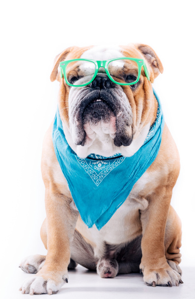 Smart looking English bulldogs - Valokuva, kuva