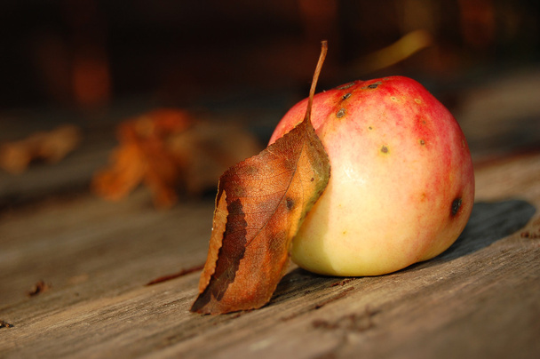 秋の庭の赤いりんご - 写真・画像