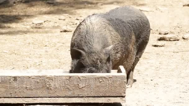 szczęśliwy, że świnka macha ogonem - Materiał filmowy, wideo