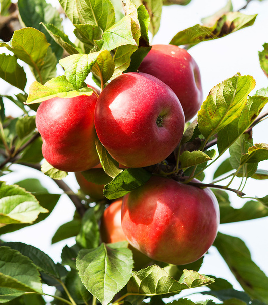 Κόκκινα μήλα στο δέντρο μηλιάς - Φωτογραφία, εικόνα
