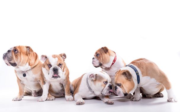 Happy family of bulldogs - Valokuva, kuva