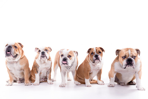 English bulldog family - Valokuva, kuva