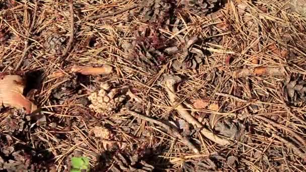 Ordu karıncaları - Video, Çekim