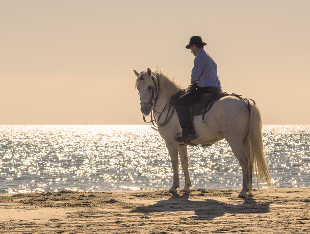 horse rider on the beach - Photo, Image