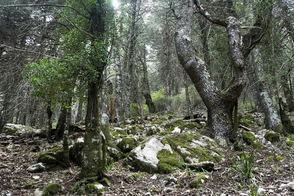 Natuurpark Sierra de Grazalema in Cadiz, Spanje - Foto, afbeelding