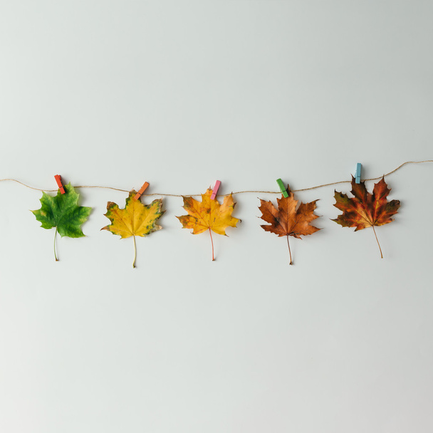 feuilles d'automne colorées - Photo, image