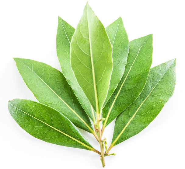 Bay leaf isolated on the white background. - Foto, imagen