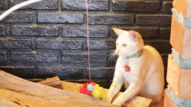 Young cat playing toy in the smokestack display - Záběry, video