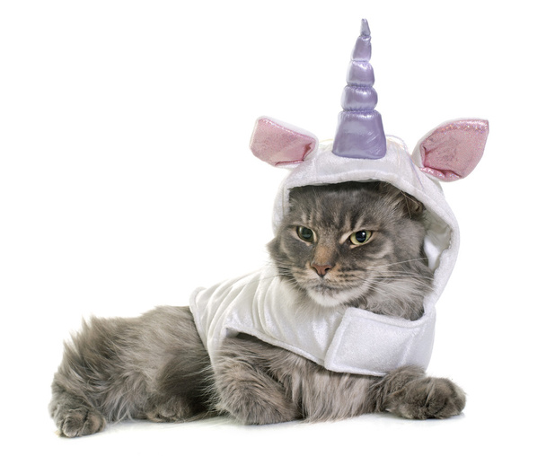 gekleidete Maine Coon Katze - Foto, Bild