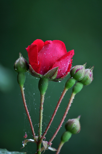 La branche aux fleurs roses rouges _ 2
 - Photo, image