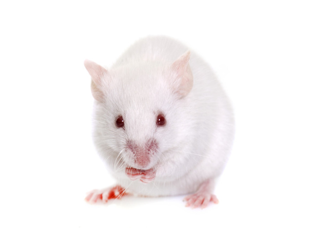 ratón blanco en el estudio
 - Foto, imagen