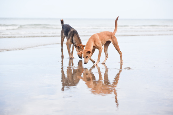 δύο σκυλιά στην παραλία - Φωτογραφία, εικόνα