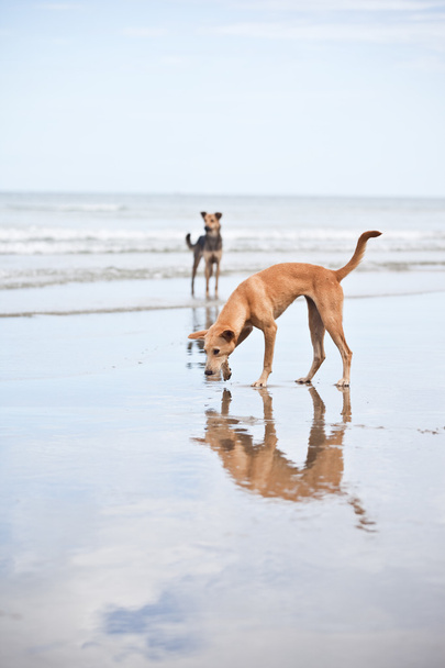 Two dogs on the beach - Foto, afbeelding