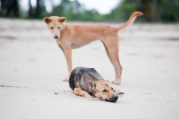 dva psi na pláži - Fotografie, Obrázek