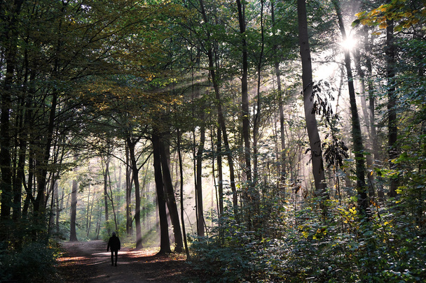 秋の神秘的な森の中の散歩人 - 写真・画像