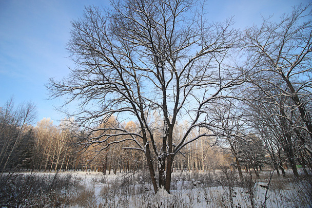 Winter sneeuw park bos - Foto, afbeelding