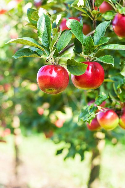Czerwone jabłka jabłoń - Zdjęcie, obraz