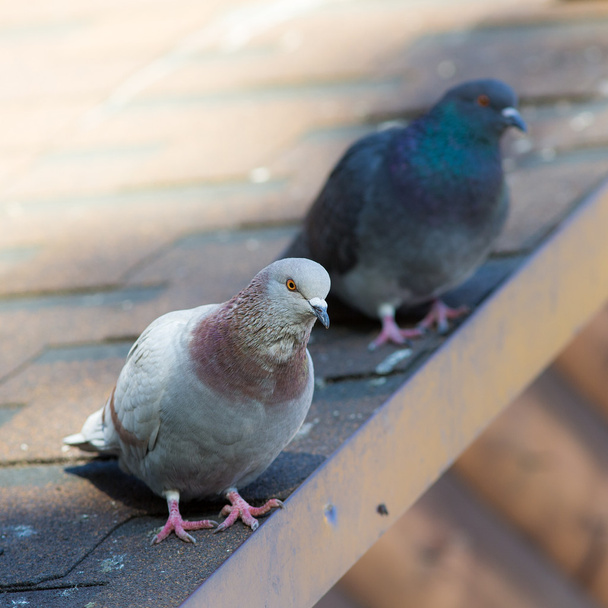 two pigeons on the roof - Photo, Image