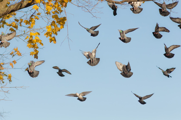 flock of pigeons in flight - Фото, изображение