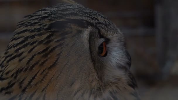 Beeldmateriaal Owl dicht omhoog portret. Slow motion 120 fps hd - Video