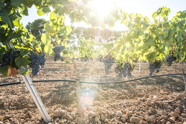 Vines grapes on sunlight. - Φωτογραφία, εικόνα