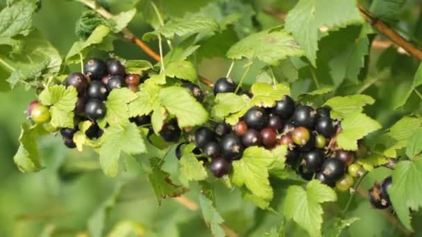 Black currant berries - Footage, Video